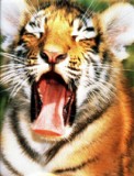 TigerYawn07 II